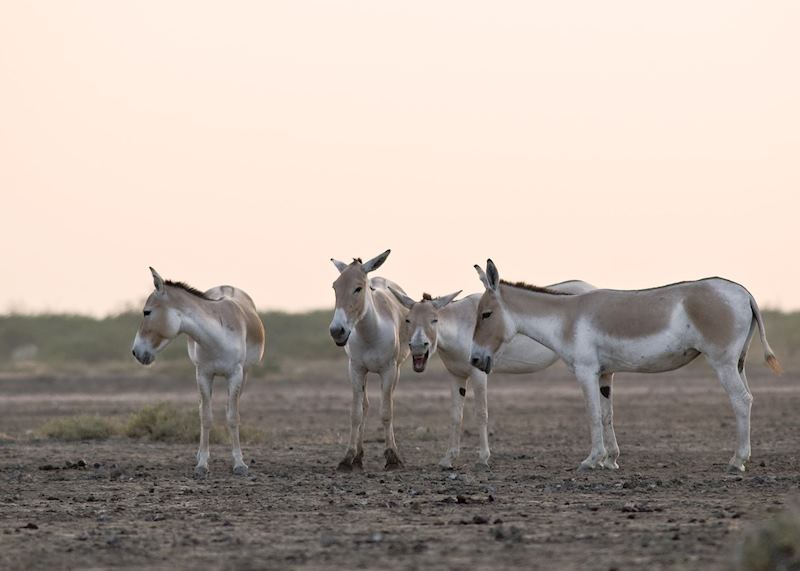 Wild Asses, Dasada, Little Rann of Kutch, Gujarat