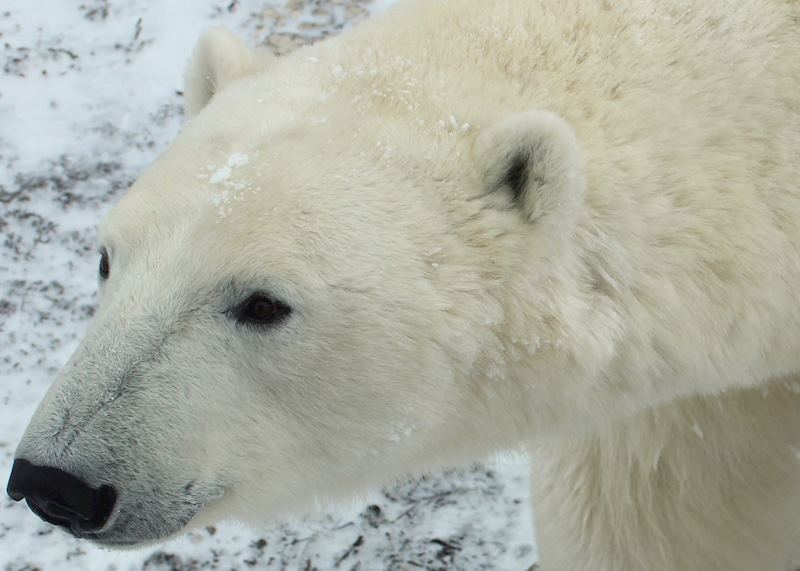 A polar bear out on the tundra near Churchill, Canada