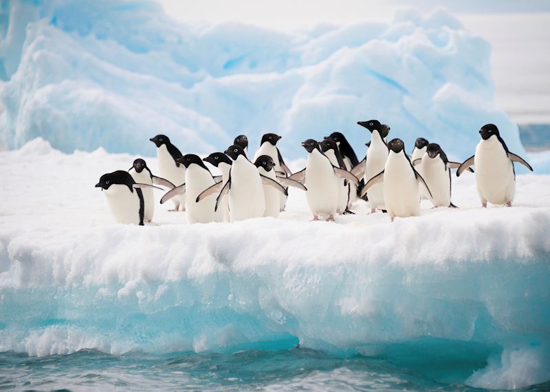 Adélie penguins