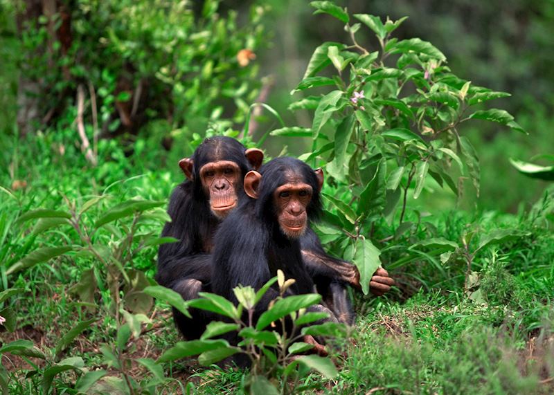 Two young chimpanzees