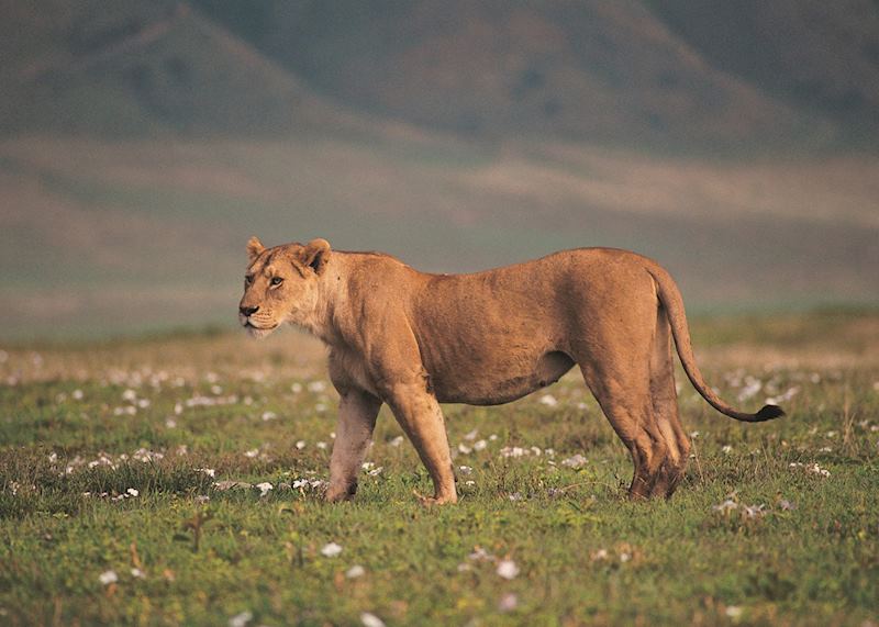 Lioness, Ngorongoro Crater