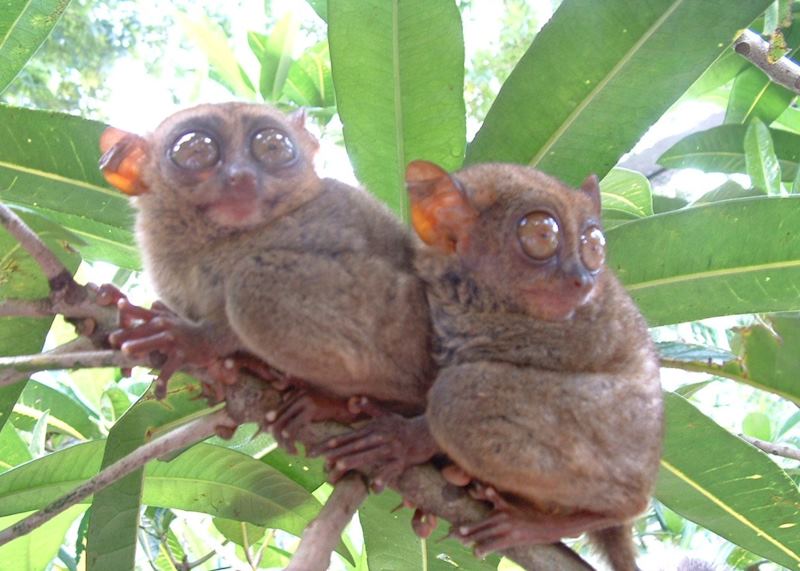 Rare Tarsier monkies, Bohol, Philippines