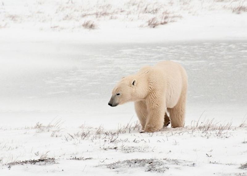 Polar Bear in Churchill,Canada
