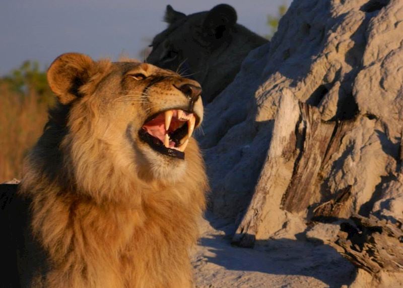 Lion in the morning light, Nxabega Concession
