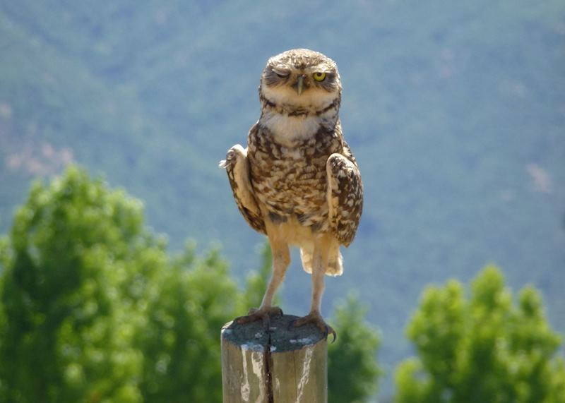 Winking burrowing owl, Colchagua Valley, Chile