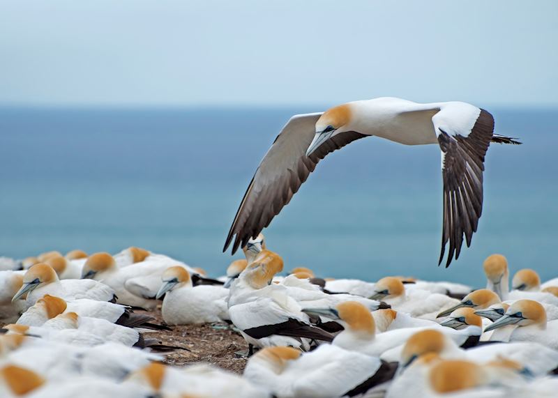 Hawke's Bay gannets