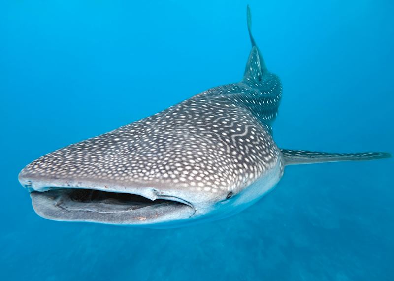A whale shark on the Ningaloo Reef, near Exmouth