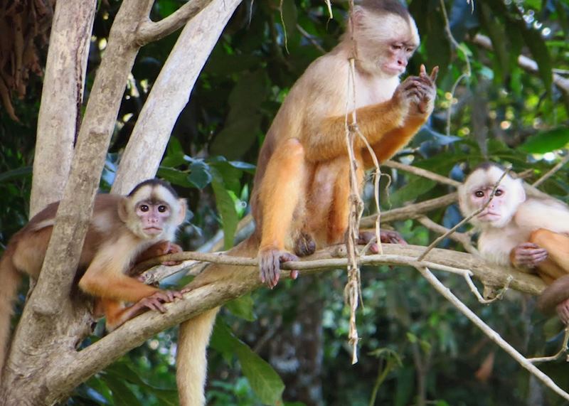 Capuchin monkeys in the Amazon, Brazil