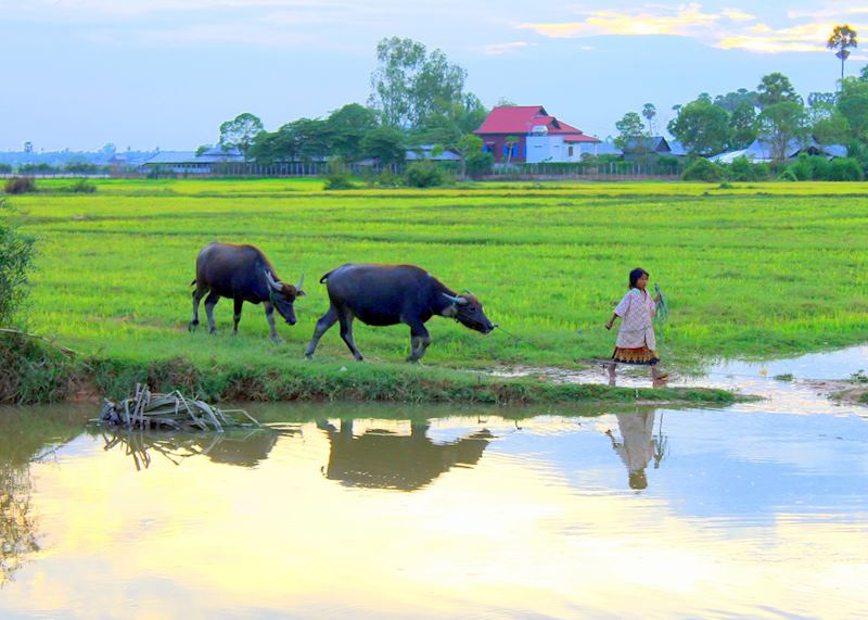 Young Cambodian Girl leading water buffalo, Cambodian countryside, Siem Reap, Cambodia