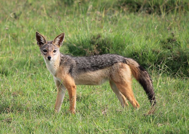 Jackal in Ol Pejeta Conservancy
