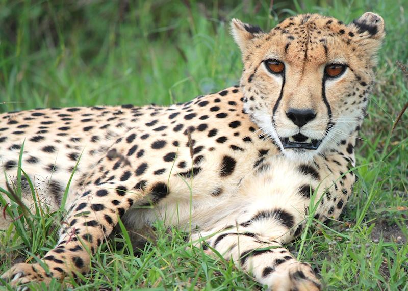 Cheetah in the Lewa Wilderness Conservancy