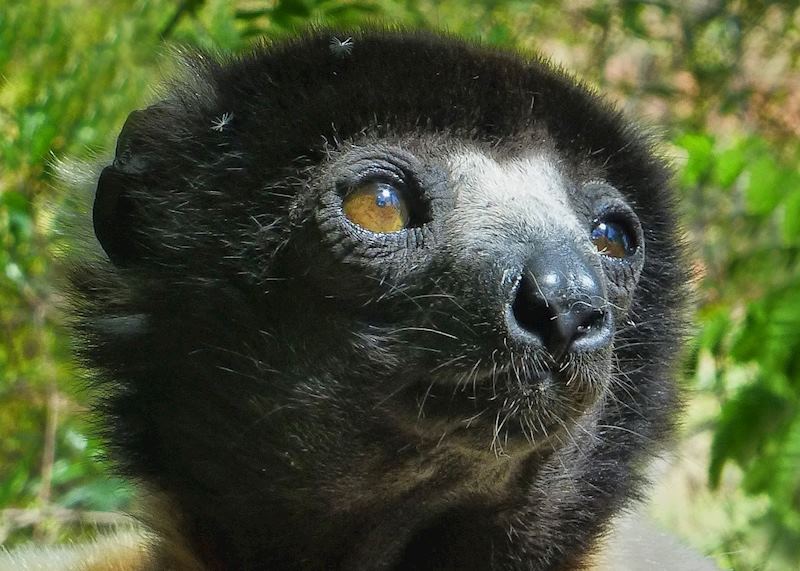 Diademed Sifaka, Andasibe