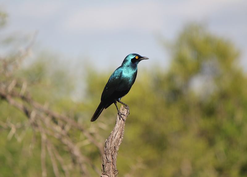 Cape Starling, The Sabi Sands