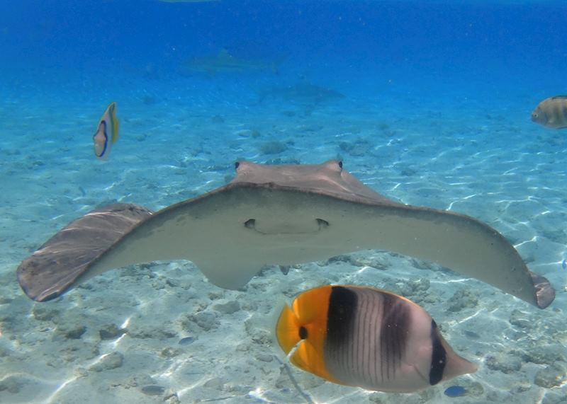 Underwater life, French Polynesia