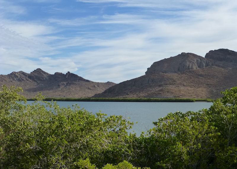 Mangroves, La Paz, Mexico
