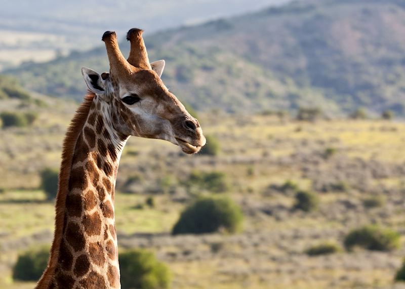 Giraffe, Eastern Cape Game Areas
