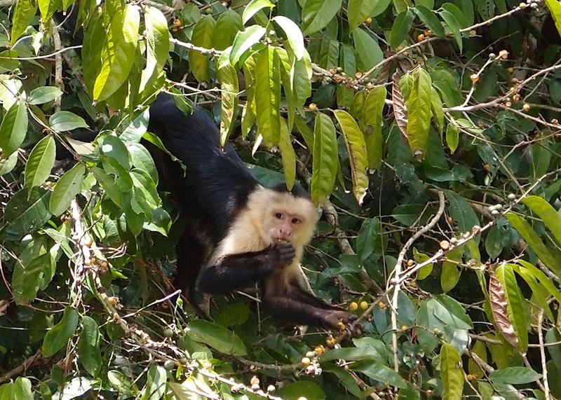 Capuchin monkey spotted on the Caño Negro excursion from Arenal