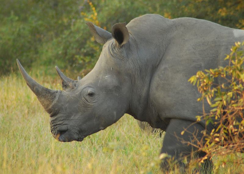 Rhino Tracking, Ziwa Rhino Sanctuary