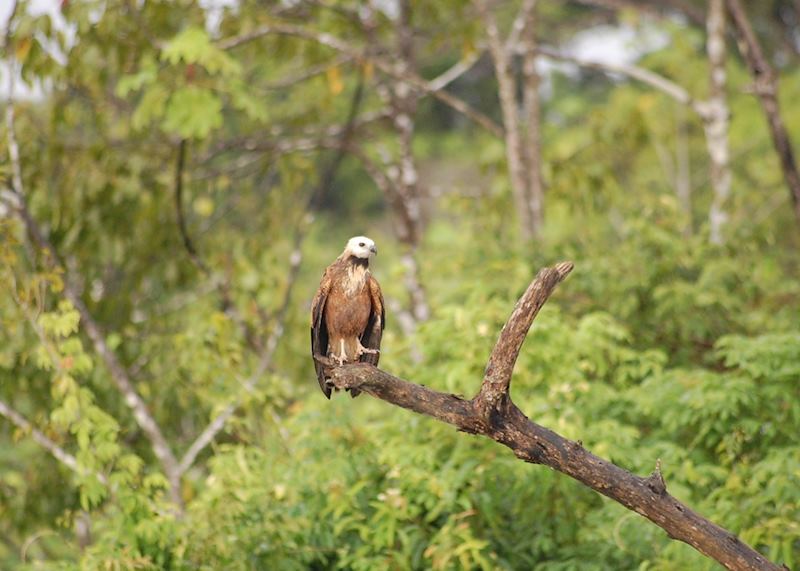 Hawk in the Amazon, Peru