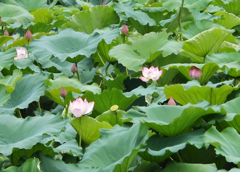 Lotus blossoms in Ky Son