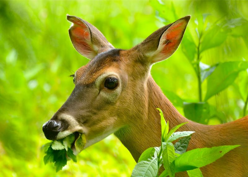 Deer in the Great Smoky Mountains