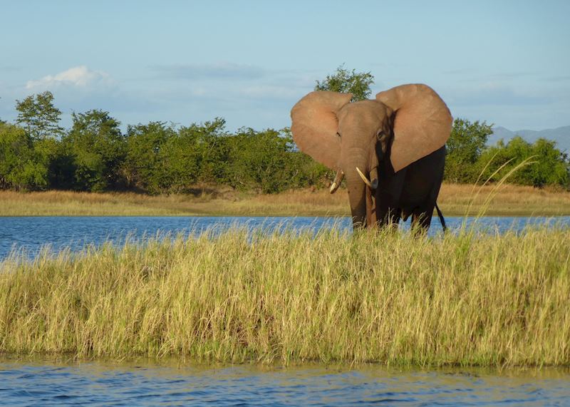Elephant at Lake Kariba, Zimbabwe