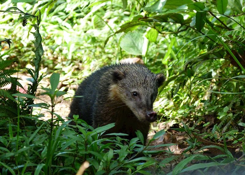 Coati, Mashpi Lodge
