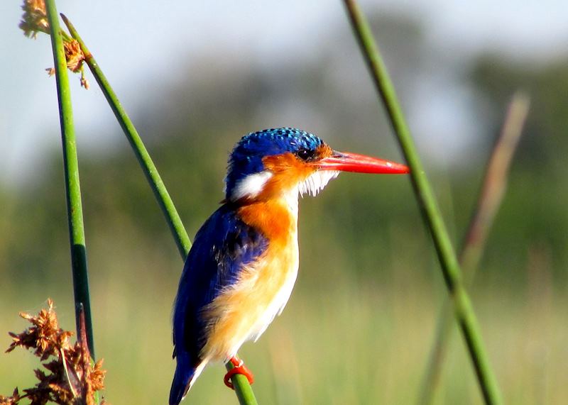 Malachite kingfisher