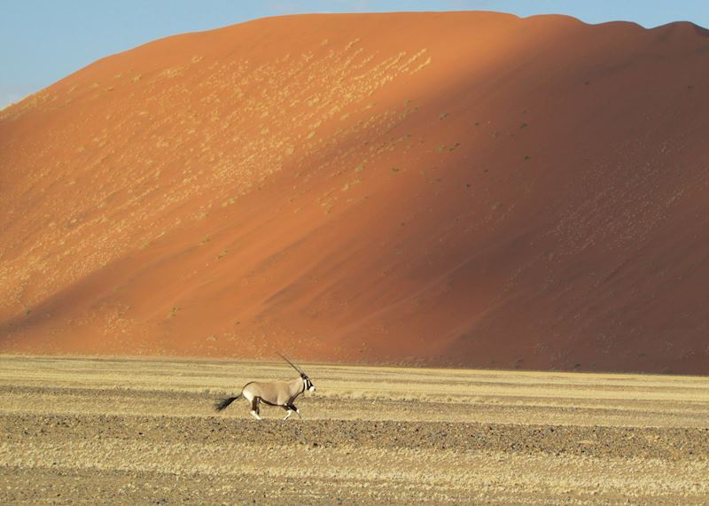 Oryx in Sossusvlei