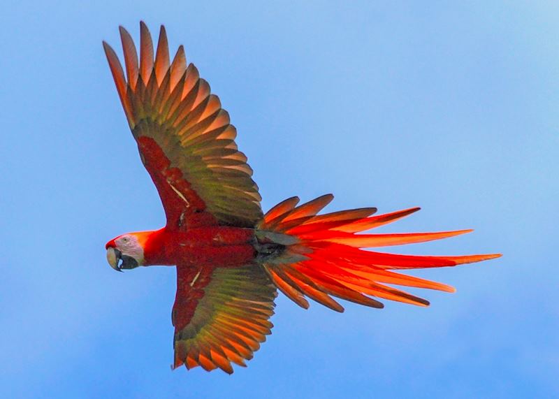 Scarlet macaw in flight, Costa Rica