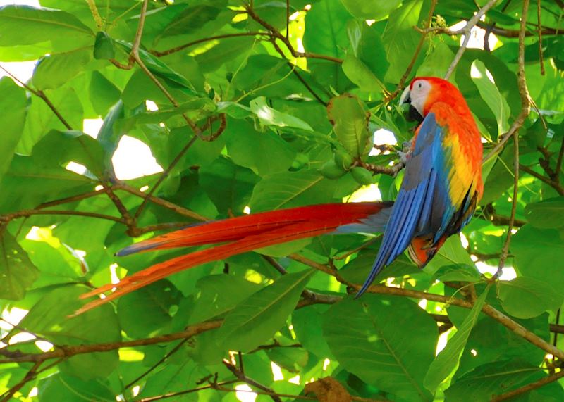 Scarlet macaw, Costa Rica