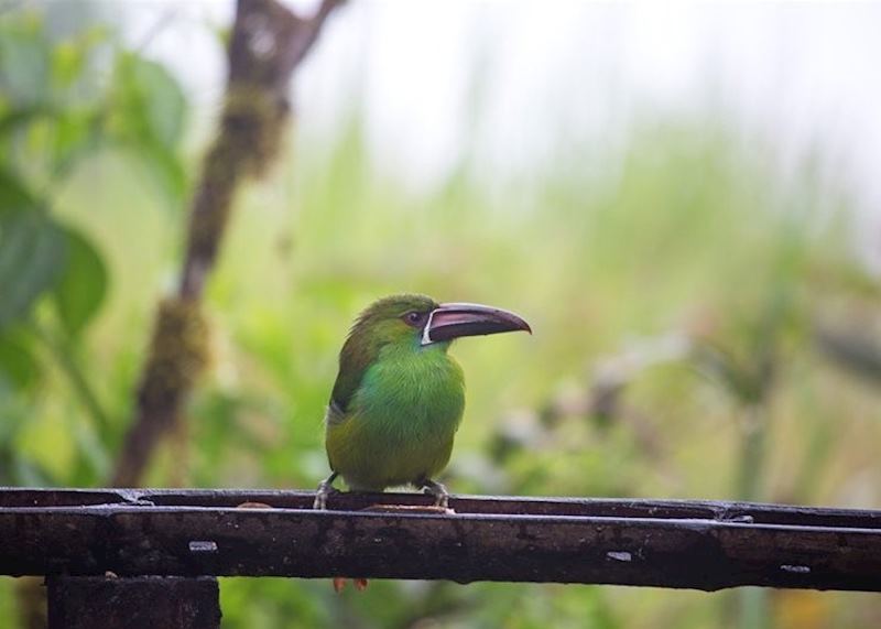 Emerald toucanet, Mashpi Lodge