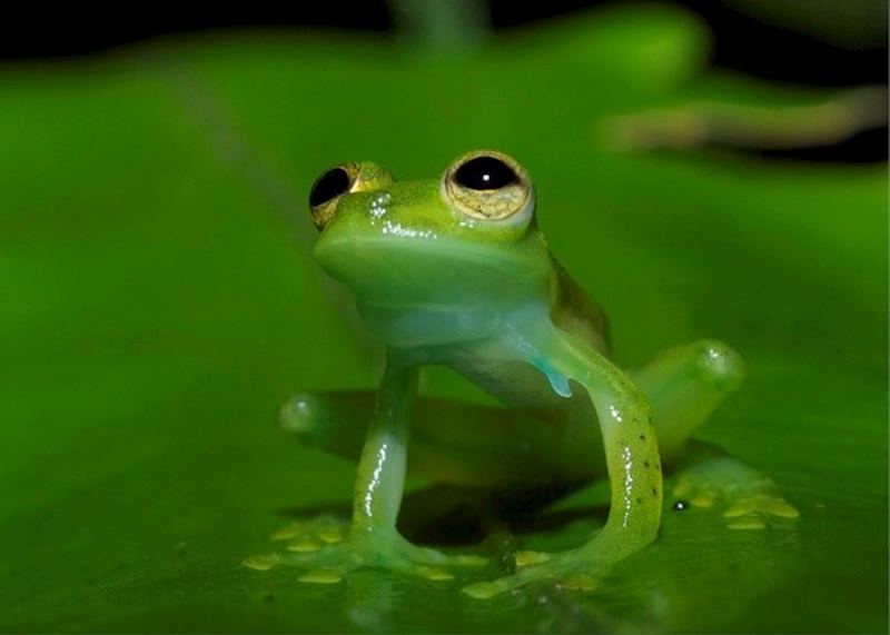 Wildlife excursions from Mashpi Lodge