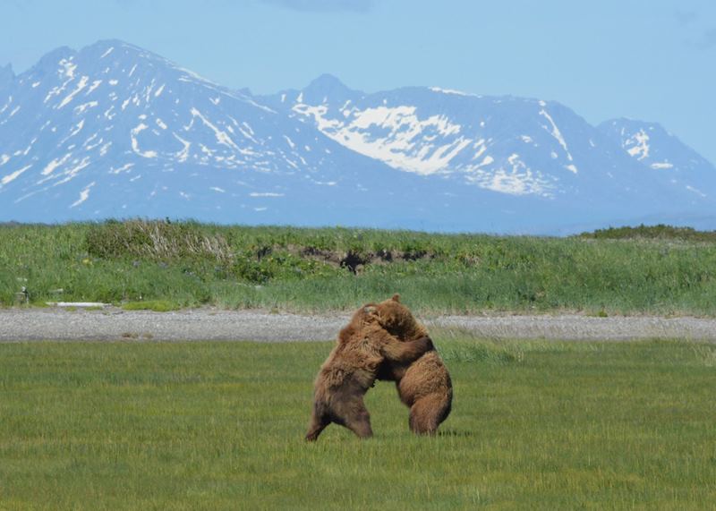 Grizzly Bear, Homer