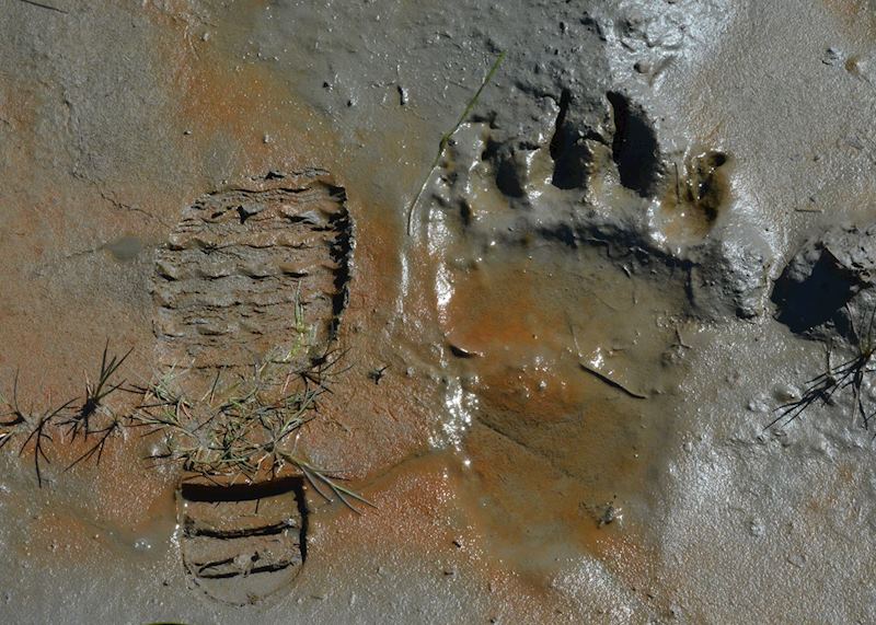 Bear & Wildlife Viewing Flight Safari, Homer