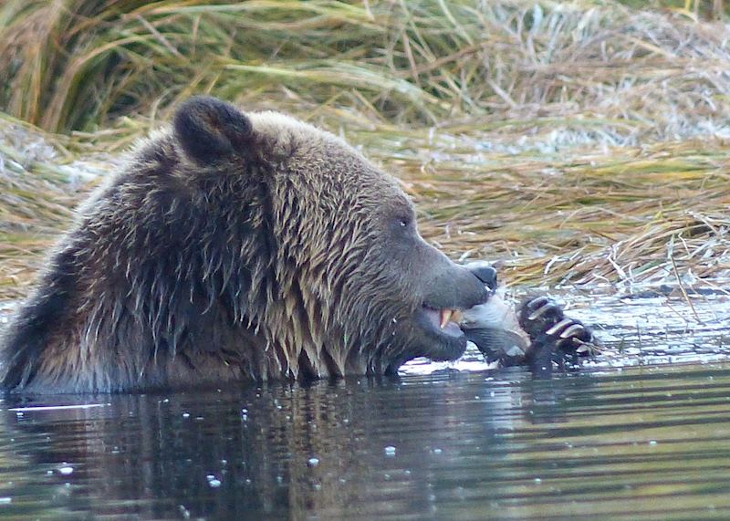 Grizzly Bear at Knight Inlet Lodge, Canada