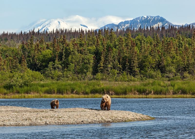 Grizzly Bears in Katmai National Park, Alaska