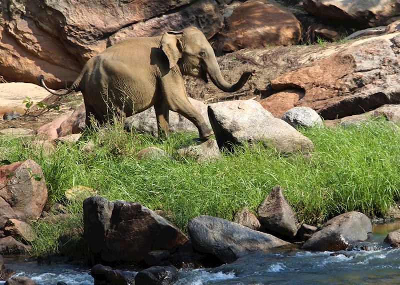 Young elephant in Gal Oya National Park