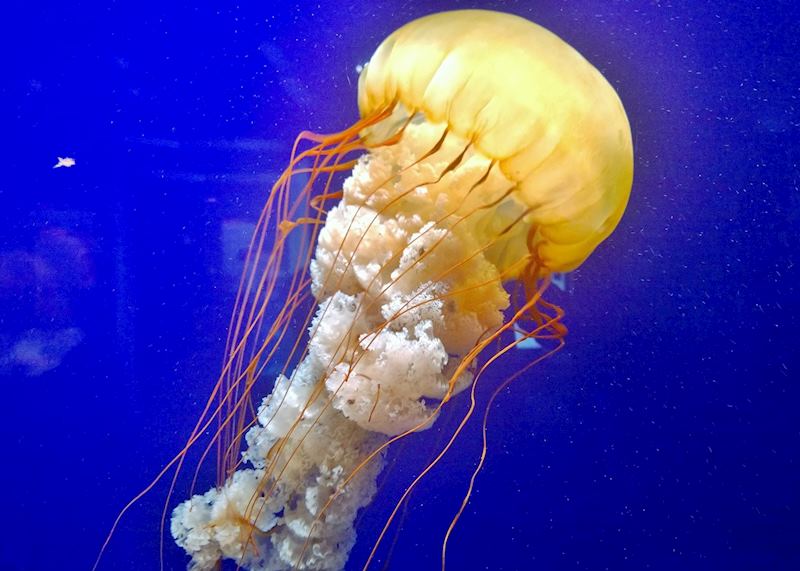 Jellyfish at The Tennessee Aquarium, Chattanooga