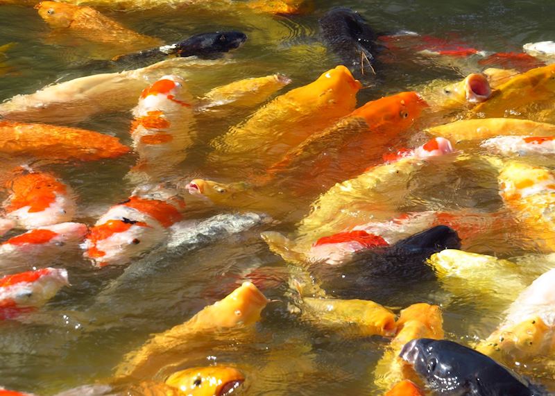 Koi Fish in Shukkei-en Gardens, Hiroshima, Japan