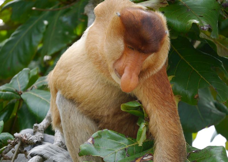 Proboscis monkey, Bako National Park