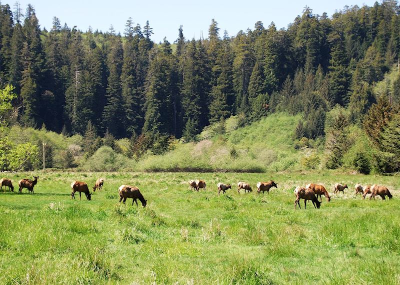 Elk Meadow, Redwood National Park