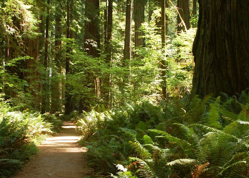 Walking Trail, Redwood National Park