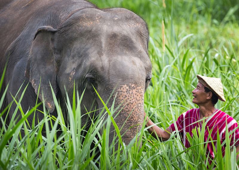 Elephant and mahout in the Khao Sok National Park, Thailand