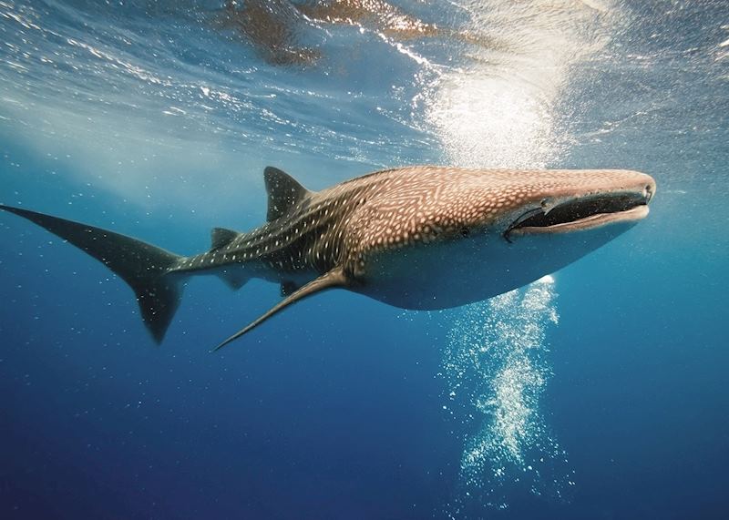 Whale shark of Cenderawasih Bay, West Papua