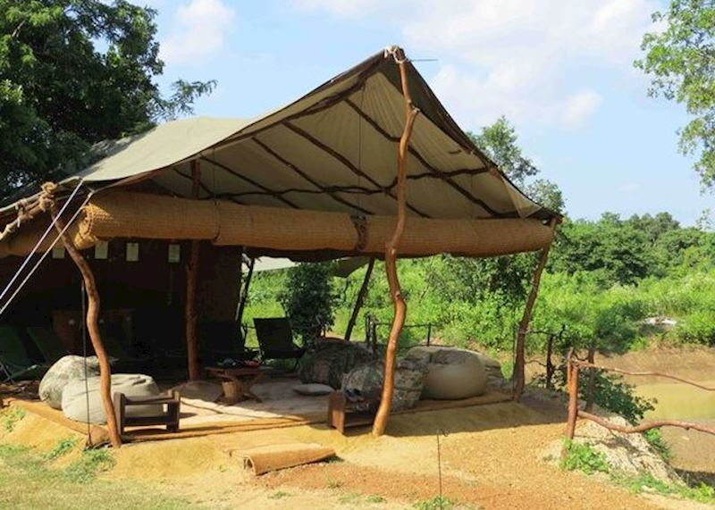 Leopard Safari, Yala National Park