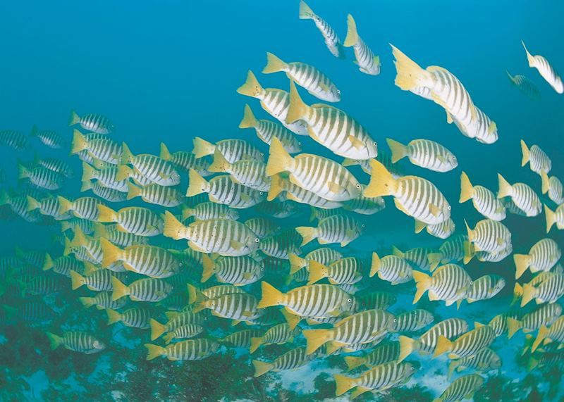 Marine life, Ningaloo Reef, Western Australia