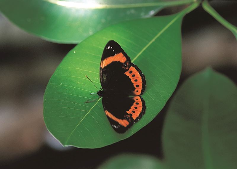 Taveuni rainforests, Fiji