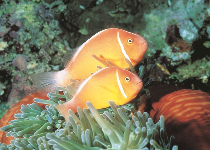 Sea life, Taveuni