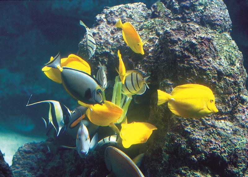 Coral reef, Fakarava